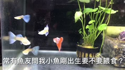 戶外養魚|養魚先養水之戶外生態缸開缸需要多久才放魚及戶外養孔雀魚的秘。